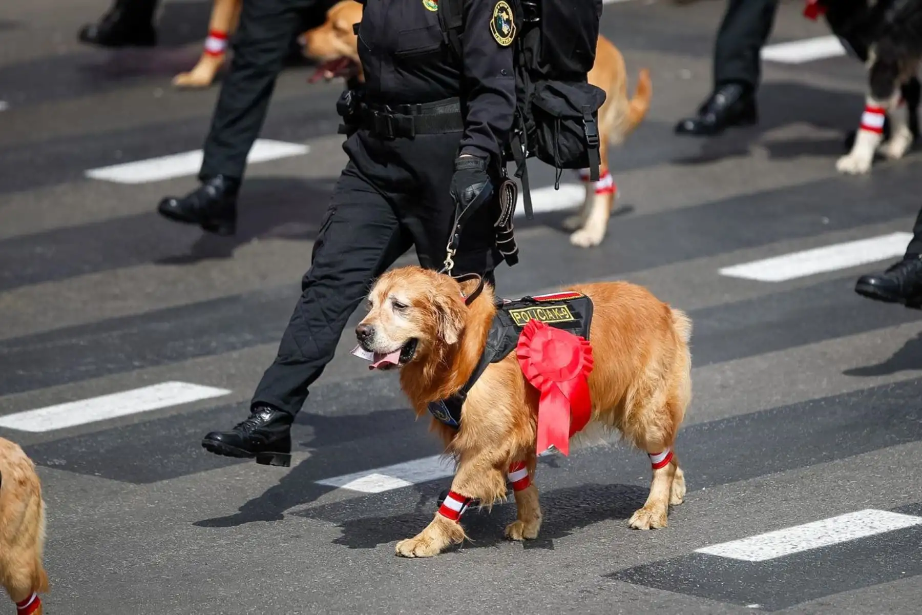 La unidad canina participa en el sexto agrupamiento de la Policía Nacional durante la Gran Parada Militar. Foto: ANDINA/Ricardo Cuba