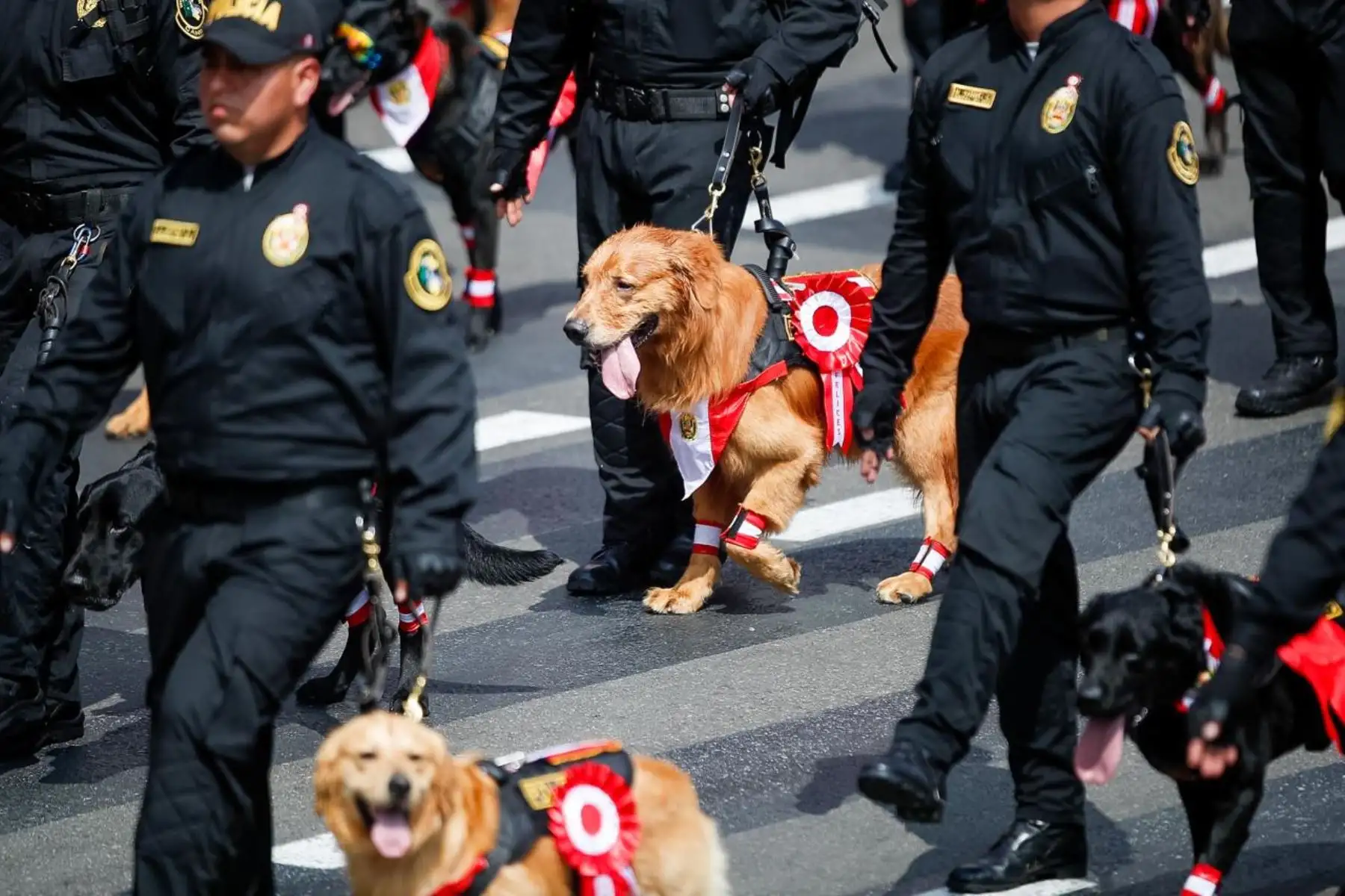 La unidad canina participa en el sexto agrupamiento de la Policía Nacional durante la Gran Parada Militar. Foto: ANDINA/Ricardo Cuba