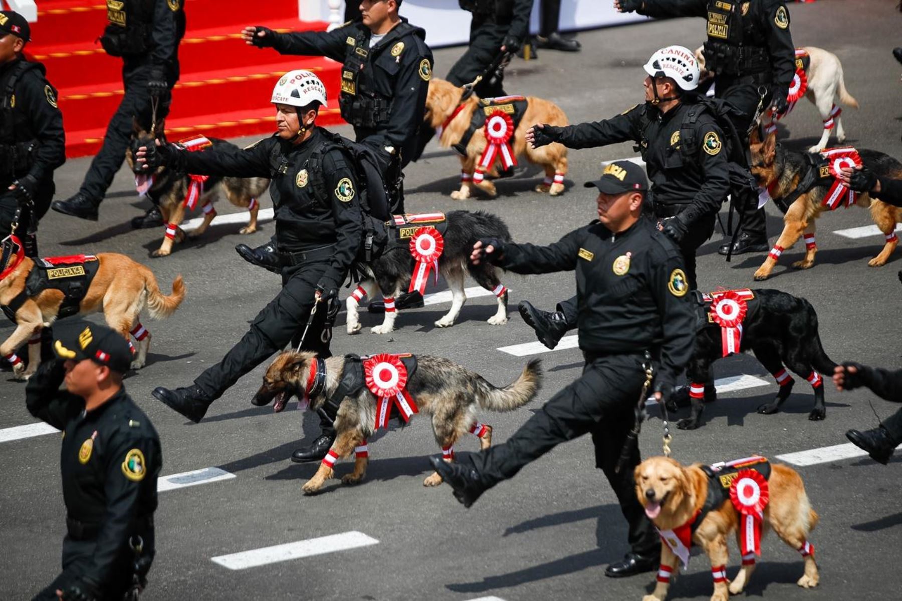 La unidad canina participa en el sexto agrupamiento de la Policía Nacional durante la Gran Parada Militar. Foto: ANDINA/Ricardo Cuba