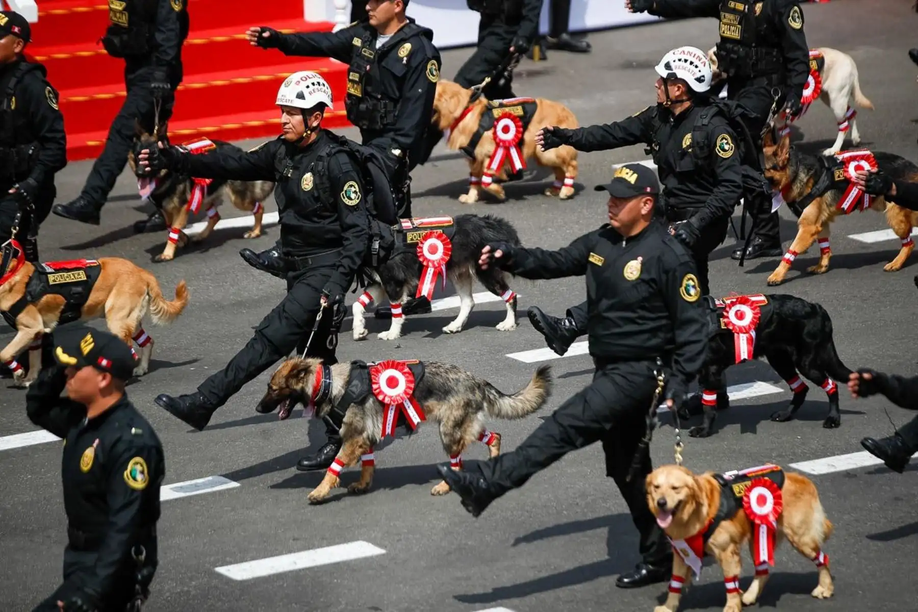 La unidad canina participa en el sexto agrupamiento de la Policía Nacional durante la Gran Parada Militar. Foto: ANDINA/Ricardo Cuba
