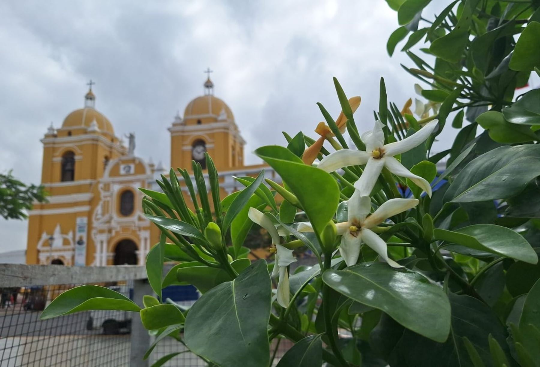 Visitantes destacan la conservación del árbol de la quina en la plaza de Armas de Trujillo