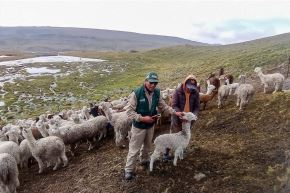 Agro Rural impulsa el mejoramiento genético de más de 6,000 camélidos sudamericanos. Cortesía Midagri