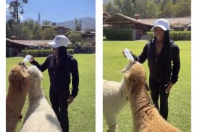La gimnasta Simone Biles, ganadora de 11 medallas olímpicas, protagonizó un tierno momento al darles el biberón a un grupo de alpacas cusqueñas. Foto: IG copteamperu