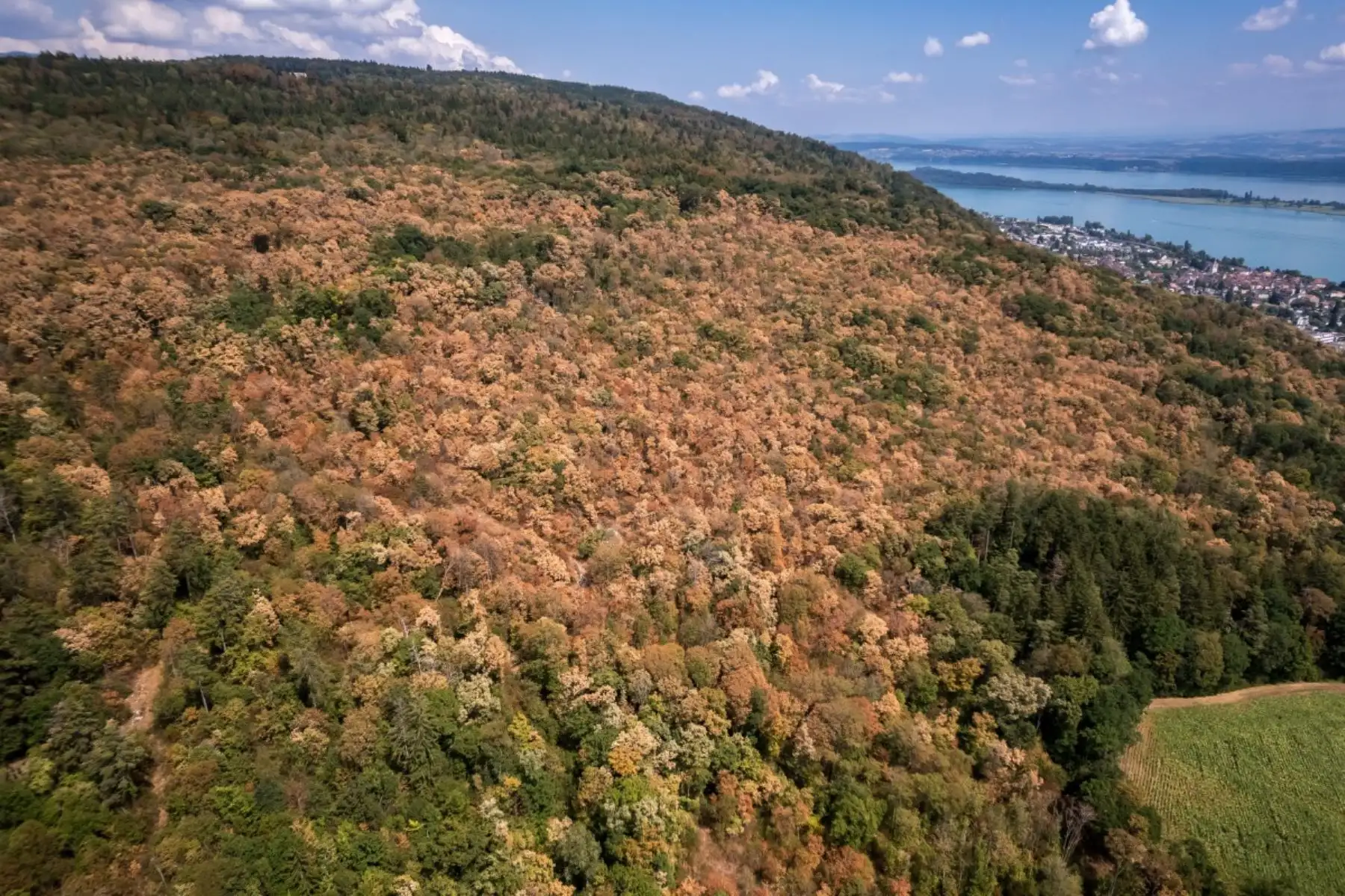 Esta fotografía aérea muestra árboles resecos y bajo estrés hídrico en un bosque afectado por una sequía prolongada y una ola de calor, sobre Le Landeron (oeste de Suiza). AFP