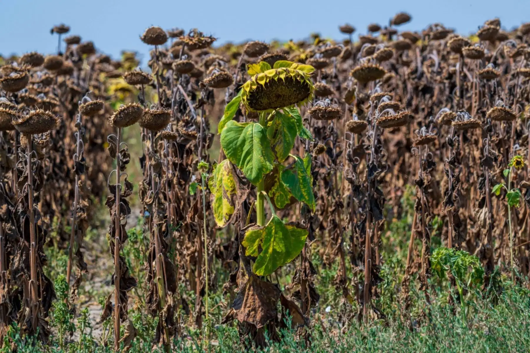 Esta fotografía muestra un campo de girasoles casi seco cerca del pueblo de Kovilj, Serbia, el 6 de agosto de 2026, mientras una prolongada ola de calor continúa afectando a gran parte de la región. Foto: AFP