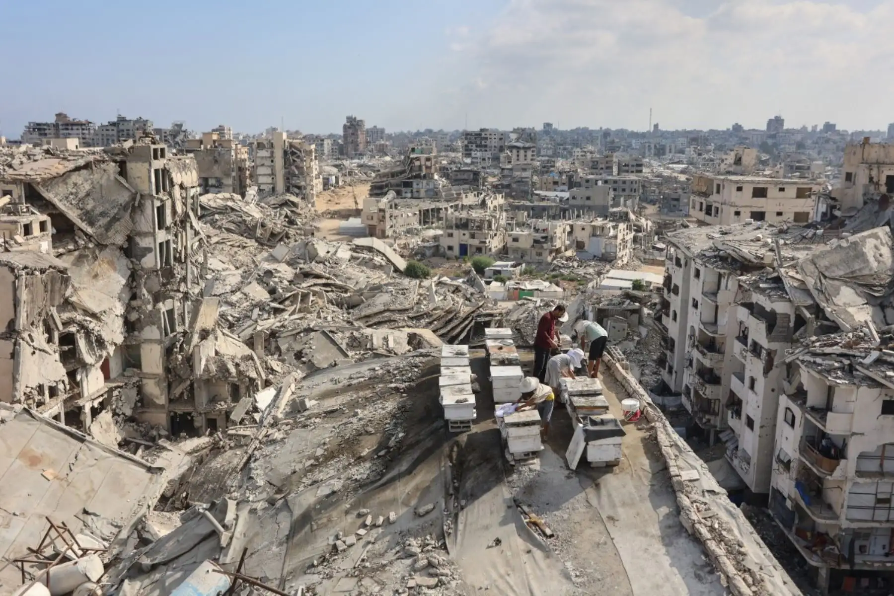 Ibrahim al-Dabba, jefe de la Cooperativa de Apicultores de la Franja de Gaza, cuida las colmenas con sus hijos en el tejado de un edificio destruido en el barrio de Tel al-Hawa, en la ciudad de Gaza, donde la familia desplazada se ha refugiado, el 5 de agosto de 2026. Foto: AFP
