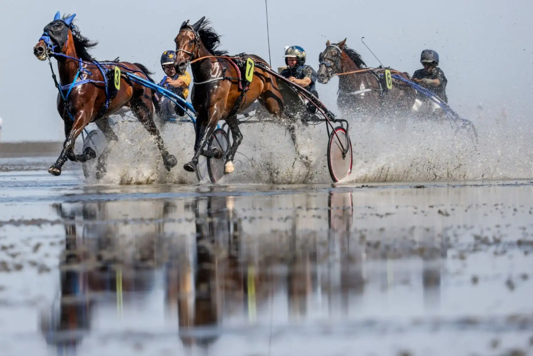 Los trotones compiten en la primera carrera de trote durante la 90.ª edición de la carrera hípica Duhner Wattrennen en las marismas del estuario del Elba durante la marea baja en Cuxhaven-Duhnen, Alemania, el 9 de agosto de 2026. La 90.ª edición de la Duhner Wattrennen en el Mar de Frisia, en las marismas del río Elba, es una carrera hípica que se celebra en el lecho marino durante la marea baja. Foto: AFP