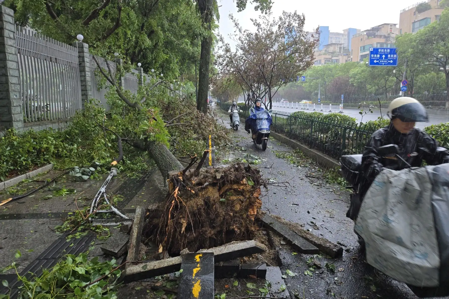 Unas motocicletas pasan junto a un árbol derribado durante el paso del tifón Dolphin en Wenzhou, provincia de Zhejiang, China, el 10 de agosto de 2026. El tifón Dolphin trajo consigo fuertes lluvias y las autoridades advierten sobre posibles deslizamientos de tierra e inundaciones. Foto: EFE