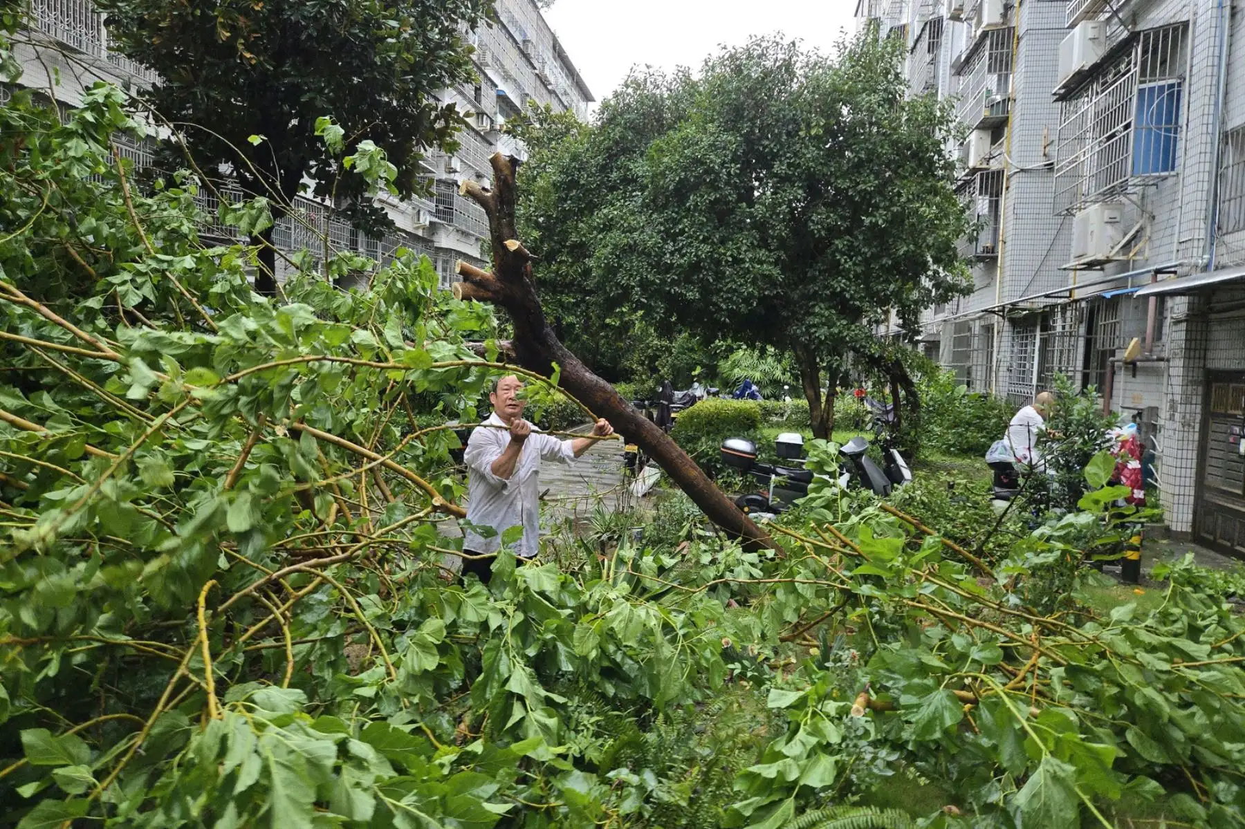 Un hombre retira ramas de un árbol caído durante el paso del tifón Dolphin en Wenzhou, provincia de Zhejiang, China. Foto: EFE