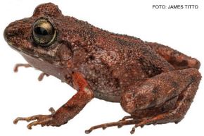 Una nueva especie de rana es descubierta en la zona de amortiguamiento del Parque Nacional Cordillera Azul