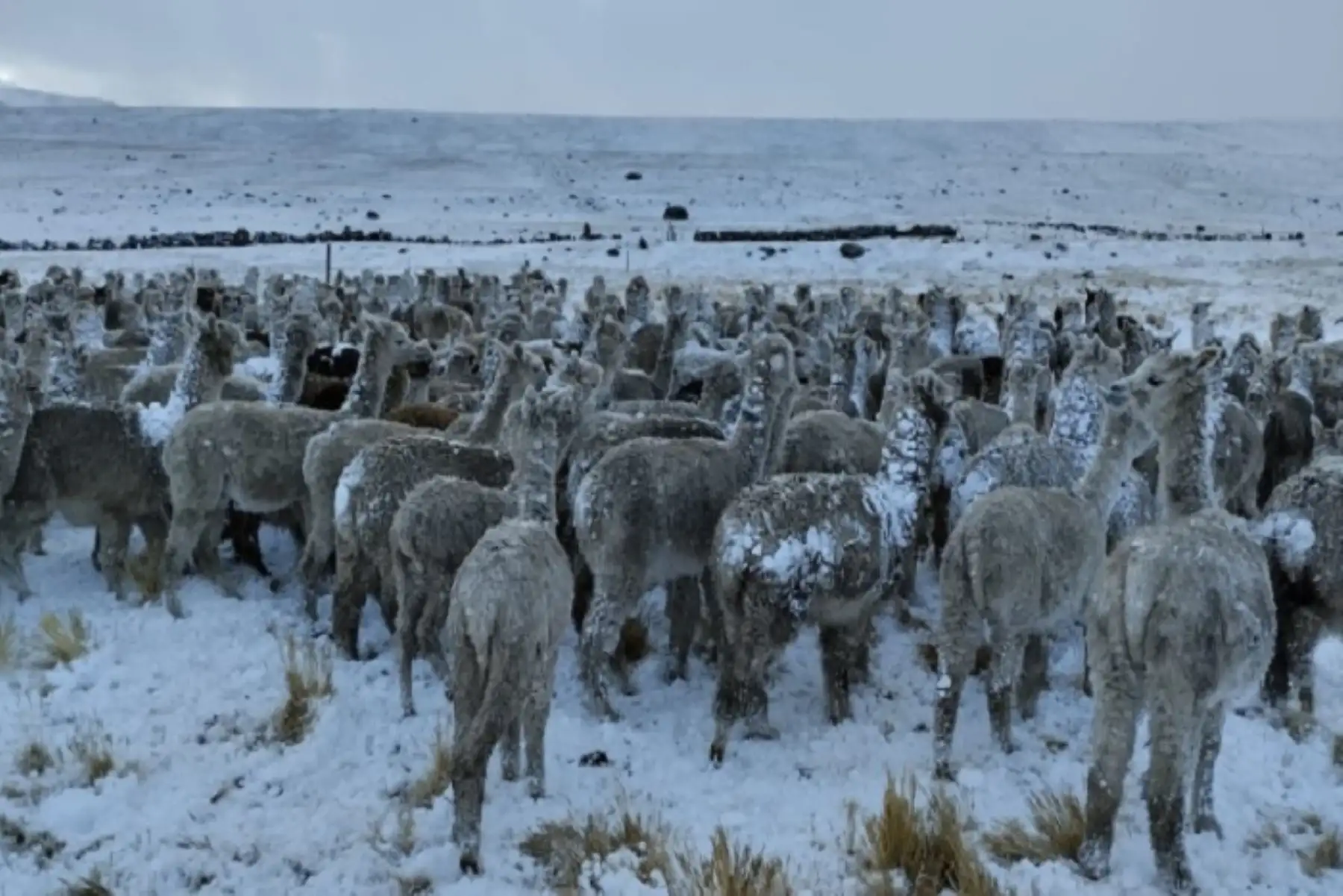 Condiciones climáticas afectarían actividad agropecuaria de la sierra central y sur