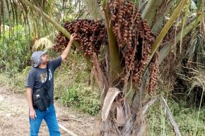  El aprovechamiento sostenible incluye el no talar las palmeras de aguaje para obtener sus frutos. Foto: IIAP/Difusión