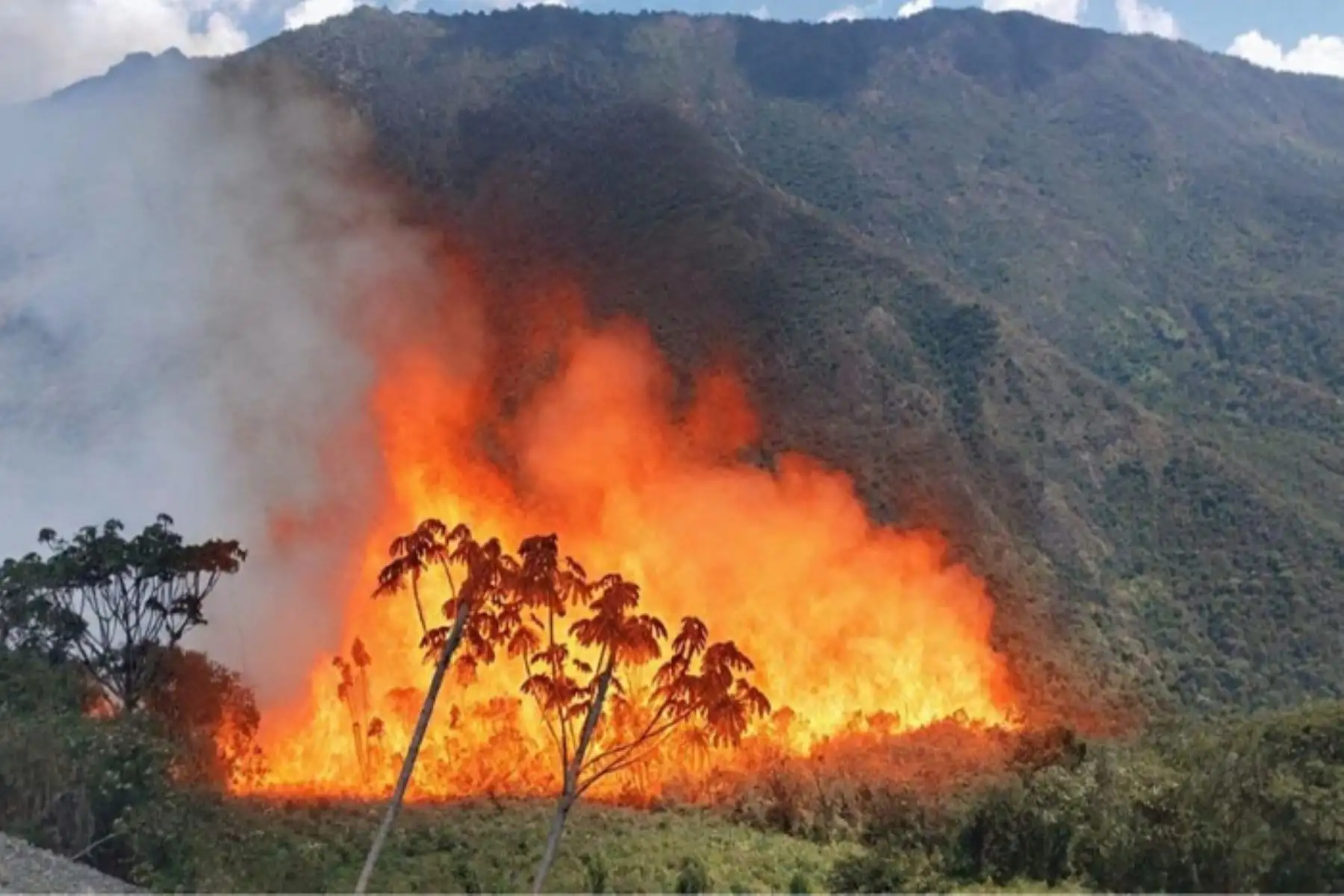 Incendios forestales: Reportan hoy 11 siniestros activos en 8 departamentos del Perú