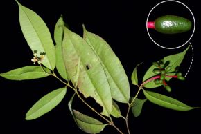 Las áreas naturales protegidas del Perú vuelven a ser protagonistas de la ciencia mundial con el descubrimiento de Neea myrciifolia (Nyctaginaceae), la primera especie nueva del género Neea descrita en el país en más de 90 años. Foto: Sernanp.