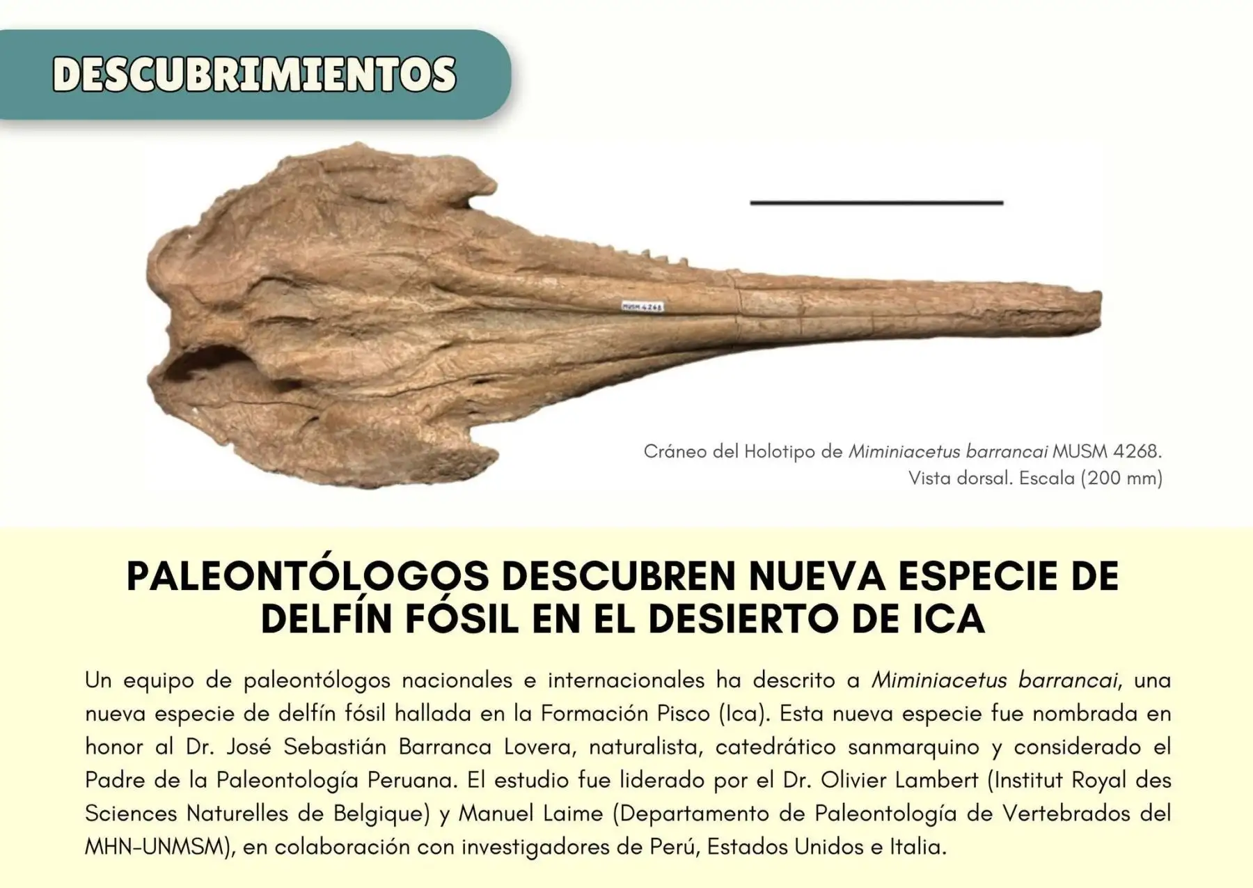 ¡Hallazgo en Ica! paleontólogos descubren una nueva especie de delfín fósil en el desierto