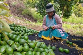 La región Junín incrementa producción de palta gracias al programa Agro Rural del Midagri. ANDINA/Difusión