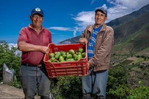 Agricultores del Valle Fortaleza ubicado entre las regiones Lima y Áncash, lograron exportar 327 toneladas de Palta Hass a Europa, con apoyo del Senasa. ANDINA / Difusión.