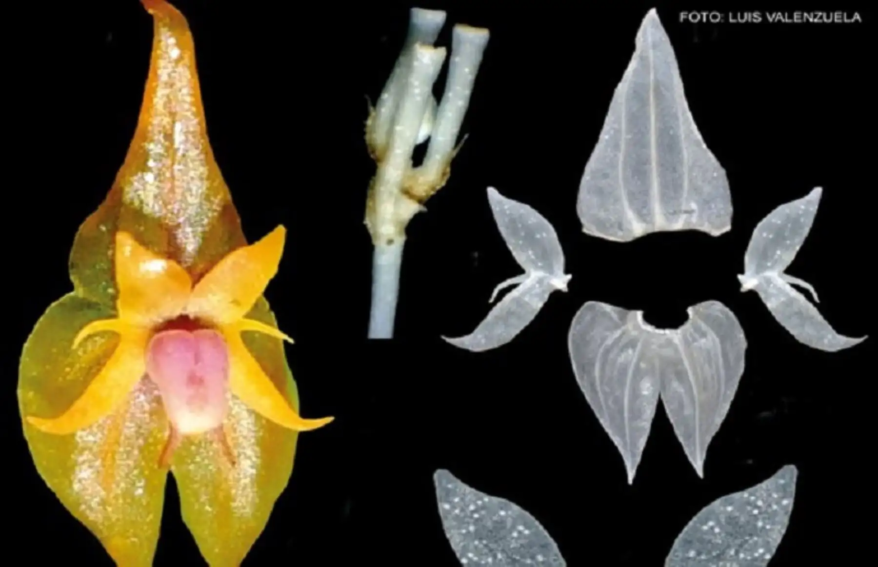 Descubren una nueva especie de orquídea en el Parque Nacional Yanachaga Chemillén