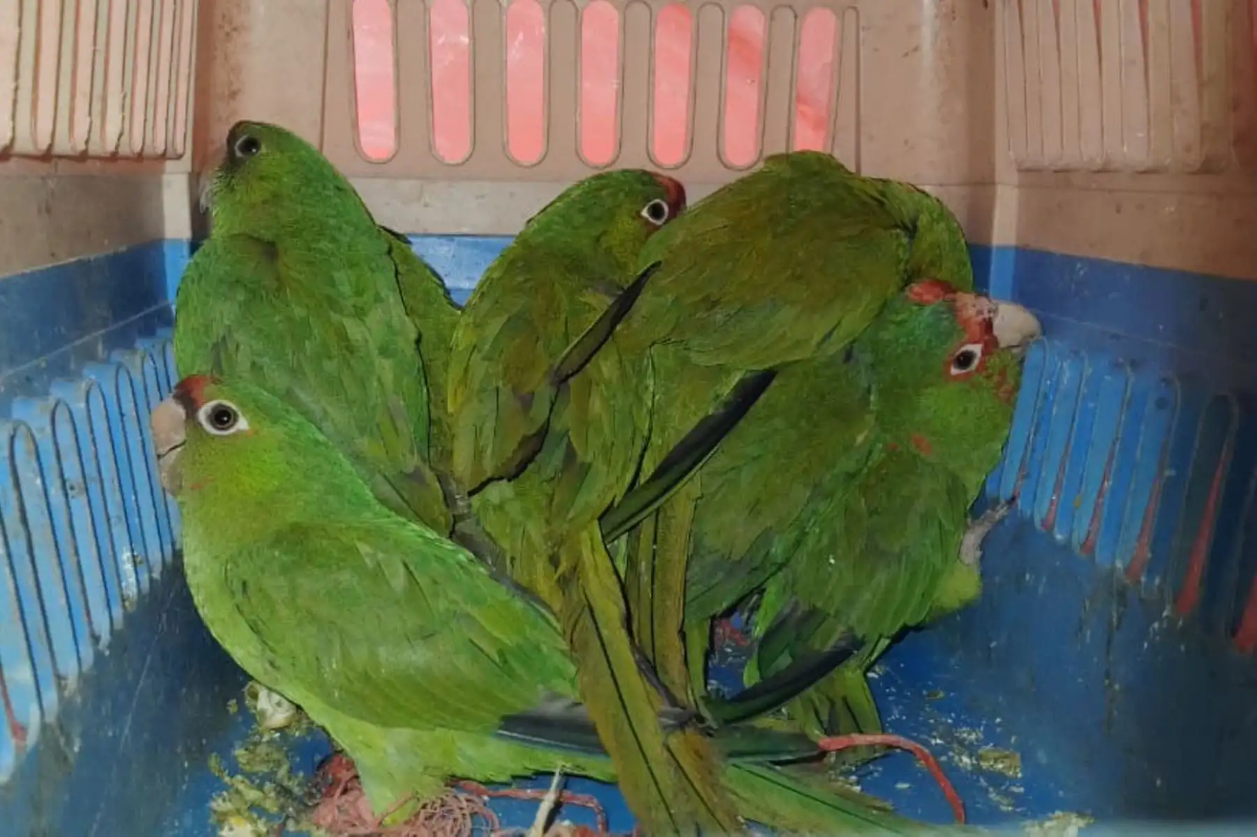 Andahuaylas: rescatan ocho loros de cabeza roja de manos de traficantes de fauna silvestre