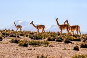En áreas naturales protegidas a cargo del Sernanp, el valor estimado de la fibra obtenida pasó de más de US$80 mil a cerca de US$448 mil entre 2024 y 2025.