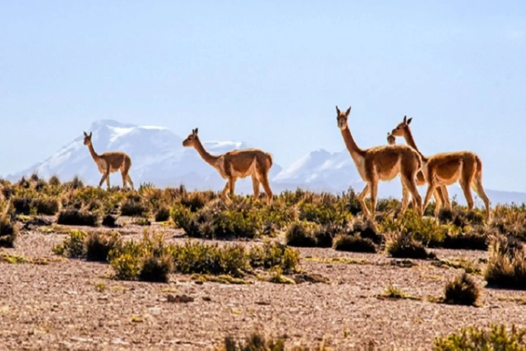 Sector Ambiente fortalece manejo de la vicuña en áreas naturales protegidas