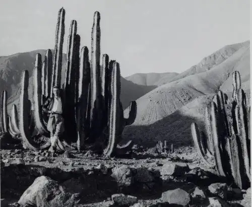 Alianza Francesa de Lima invita a la exposición del  archivo fotográfico de Bernard Mabire.