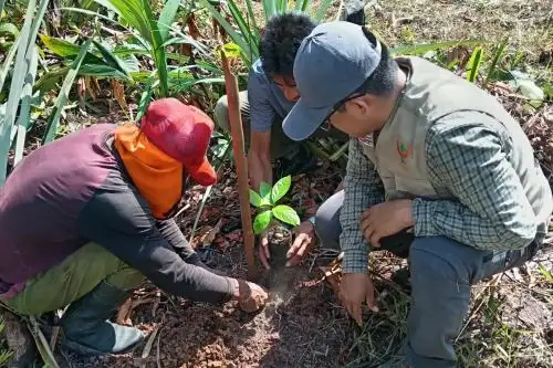 La instalación de 325 plantones de palo de rosa en tres comunidades nativas permitirá evaluar la adaptación de esta especie forestal en sistemas agroforestales y su potencial para generar alternativas productivas. Foto: IIAP