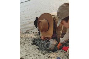 Expedición científica, liderada por el paleontólogo peruano Rodolfo Salas-Gismondi, descubrió el cráneo de un manatí fósil de la proto-Amazonía en el río Amazonas. Foto: Ana Balcarcel
