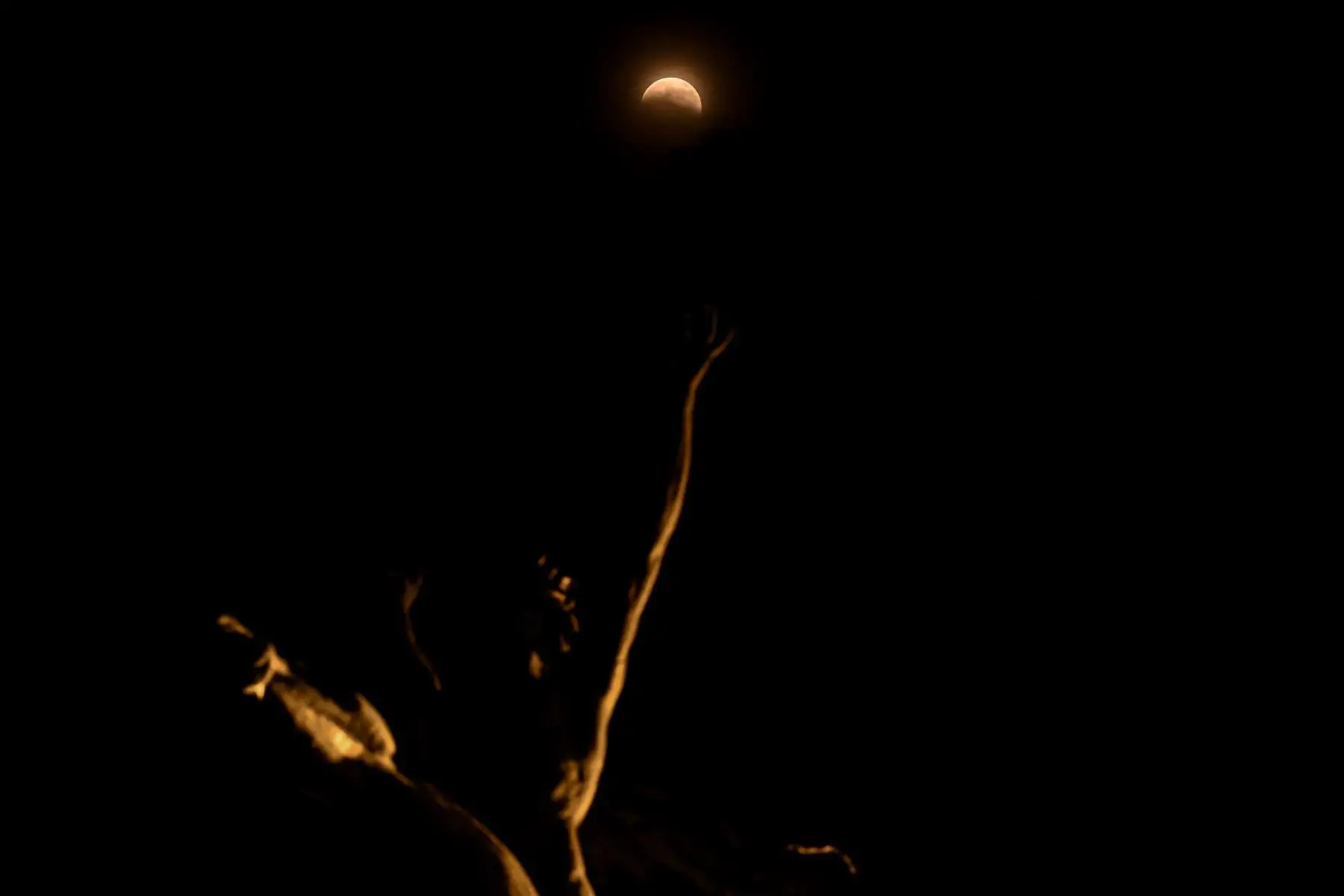 La Luna se torna roja durante un eclipse lunar parcial sobre una estatua en el Palacio de Bellas Artes de la Ciudad de México.

Foto:AFP