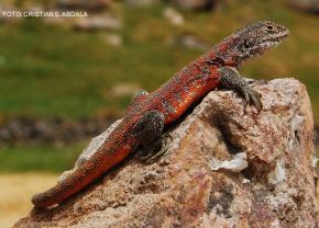 La nueva especie de lagartija Liolaemus yawar fue hallada en el distrito de Putina, provincia de San Antonio de Putina, en Puno. Se trataría de una especie endémica en Perú. ANDINA/Difusión