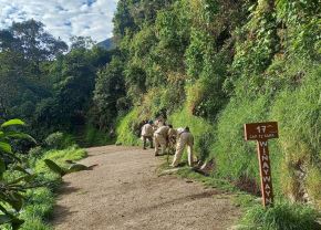 Después de varias semanas de trabajo, se anunció que este sábado 5 de septiembre se reanudará el ingreso de turistas al Camino Inca a Machu Picchu. Varios tramos se vieron afectados por huaicos y deslizamientos registrados el 17 y 18 de agosto. ANDINA/Difusión