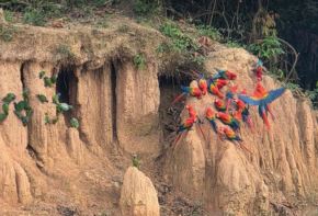 Collpa de guacamayos en la Reserva Nacional Tambopata. Foto: Sernanp.