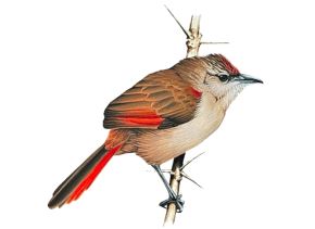 La nueva especie de ave fue hallada en un bosque andino ubicado en la provincia de Huanta, región Ayacucho. ANDINA/Difusión