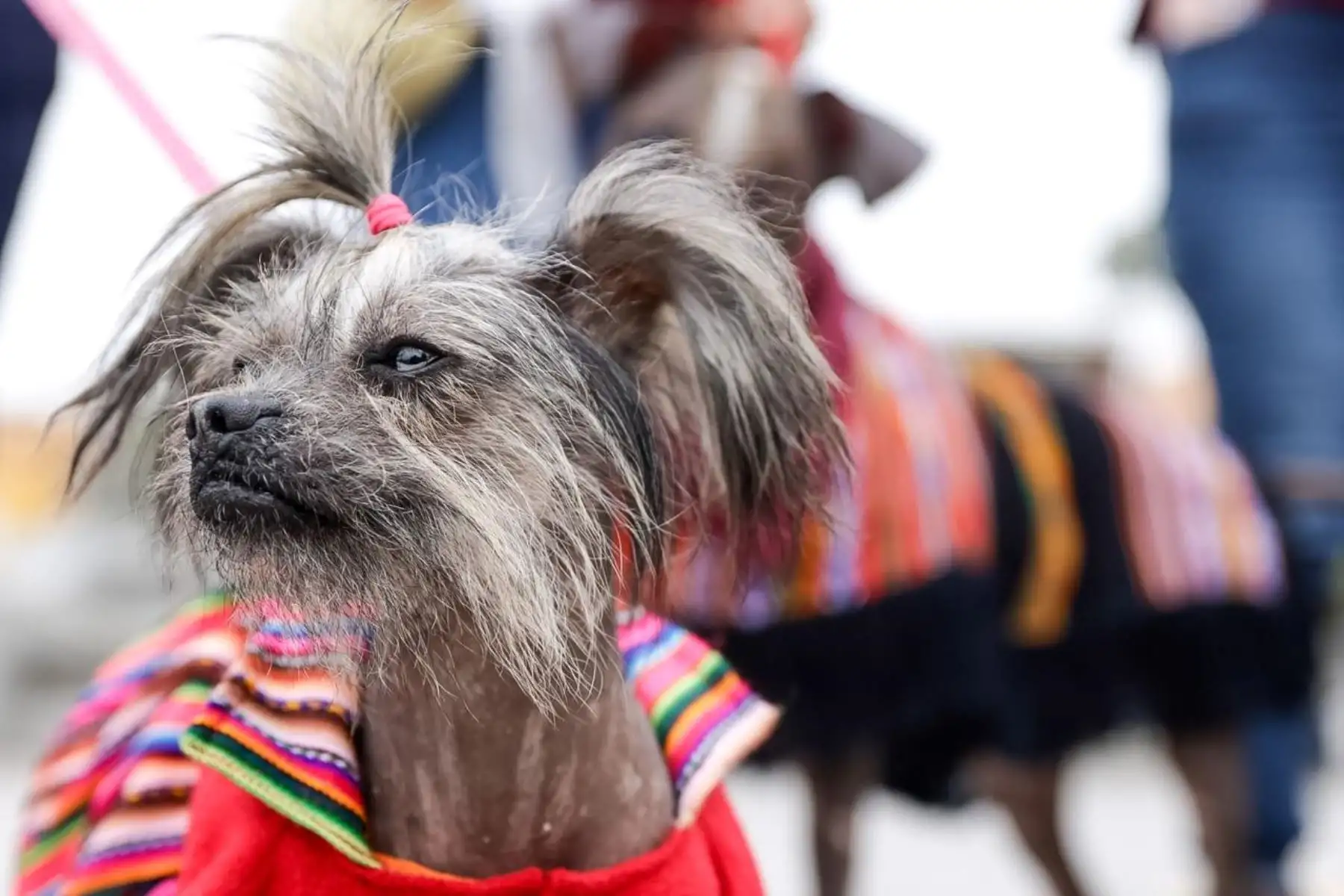 El 64,0 % de los hogares del país tiene al menos una mascota, informó el INEI con resultados del módulo “Crianza de mascotas en el hogar” de la ENAHO 2025. Los datos muestran la presencia de perros, gatos y otros animales de compañía en las familias peruanas. Foto: ANDINA/Luis Iparraguirre.