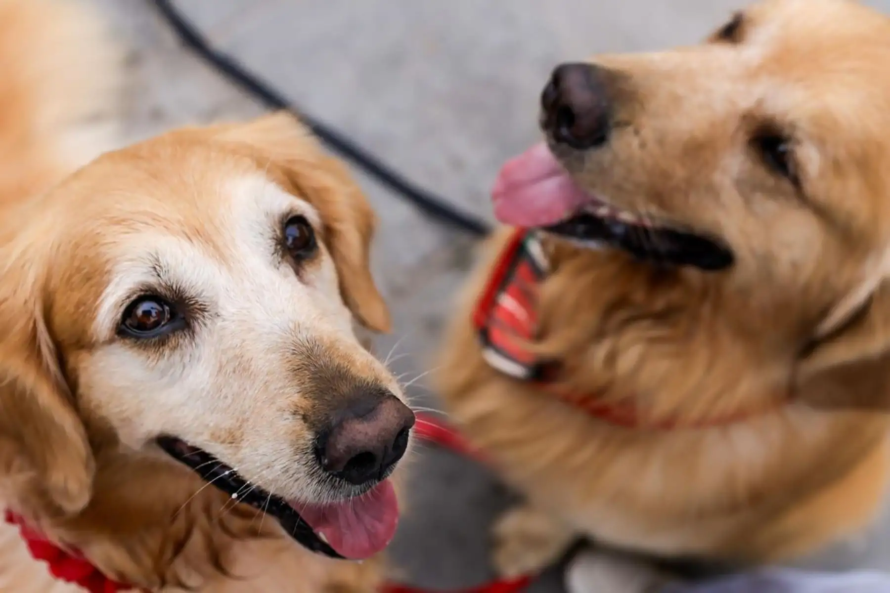 El INEI detalló que el 63,1 % de los hogares con perros los cría principalmente por compañía o afecto, mientras que el 34,0 % lo hace por protección o seguridad. Foto: ANDINA/Luis Iparraguirre.