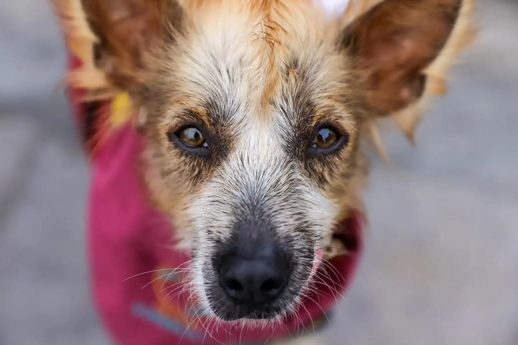 Entre los hogares con perros, el 57,0 % tuvo solo uno. Además, el promedio nacional de mascotas por hogar fue de 2,5, de acuerdo con la ENAHO 2025. Foto: ANDINA/Luis Iparraguirre.