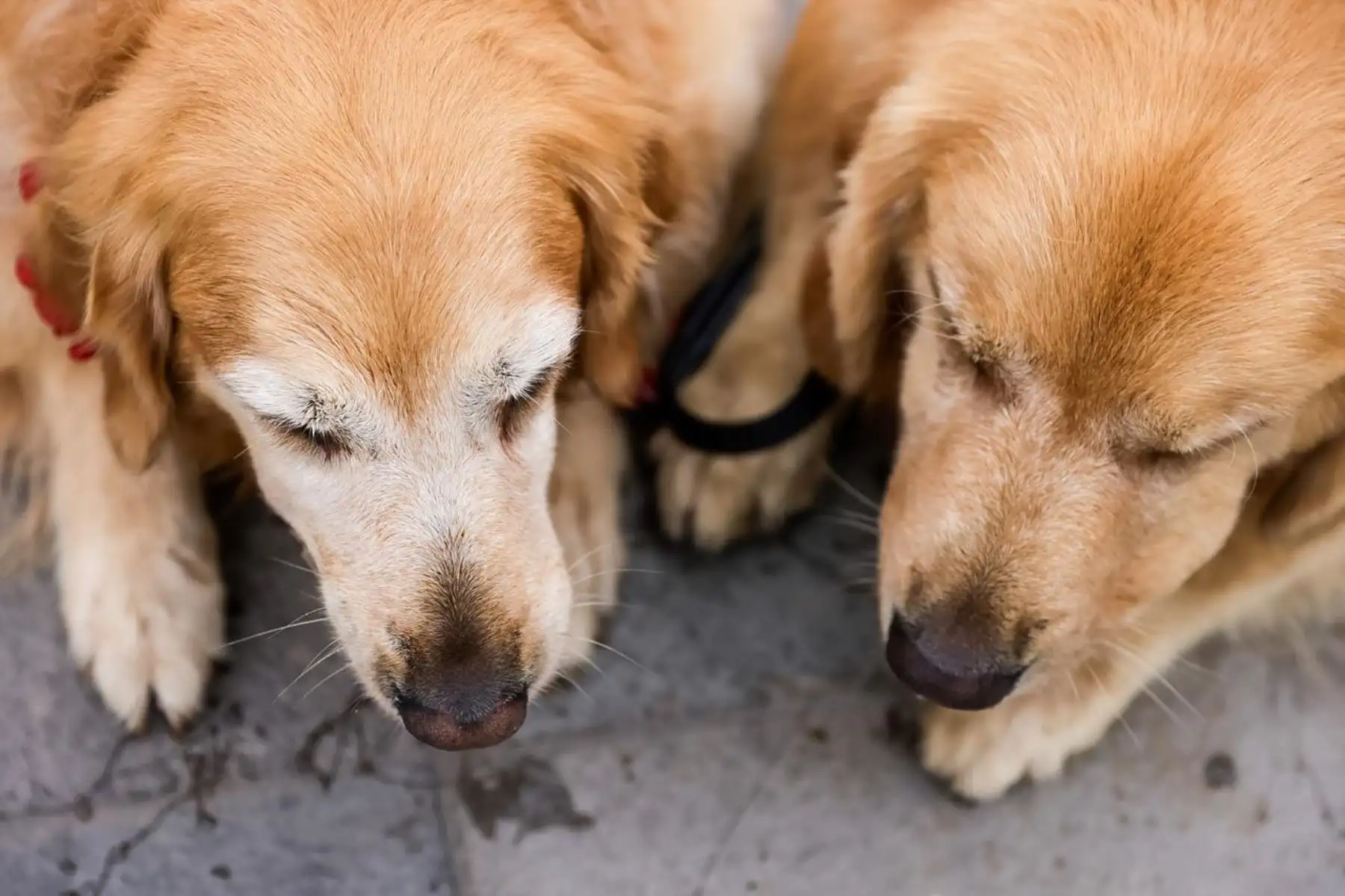 Entre los hogares con perros, el 57,0 % tuvo solo uno. Además, el promedio nacional de mascotas por hogar fue de 2,5, de acuerdo con la ENAHO 2025. Foto: ANDINA/Luis Iparraguirre.