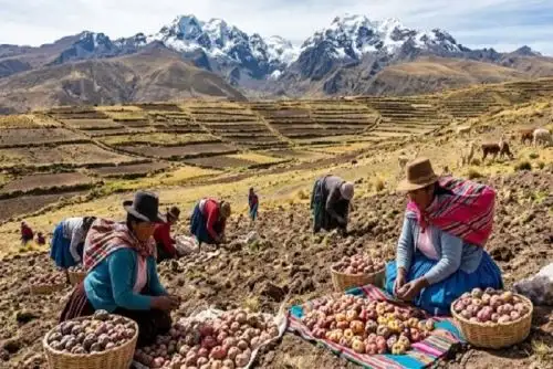Se calibró y validó el modelo AquaCrop, herramienta que permite representar la respuesta del cultivo frente a las condiciones climáticas, la disponibilidad de agua en el suelo y el manejo agronómico. 
