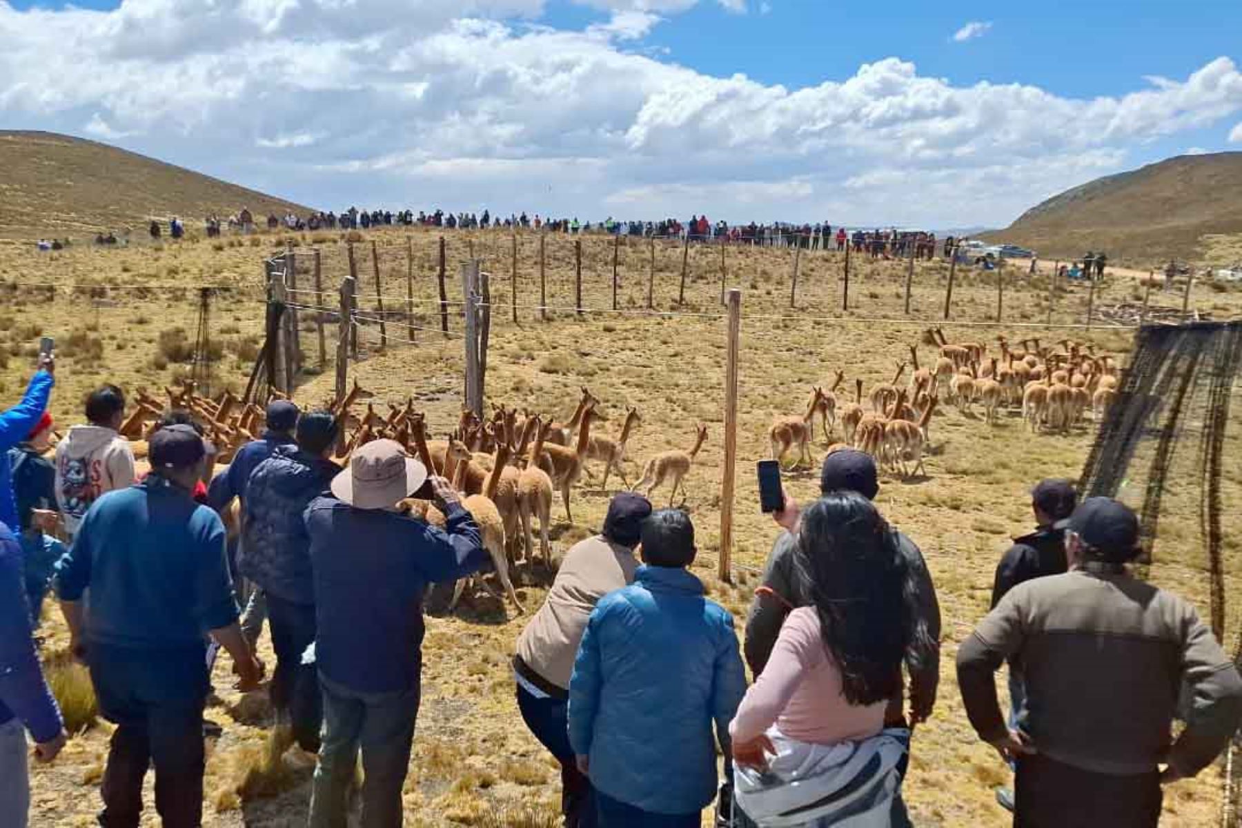 Antes del desplazamiento por la llanura altoandina se realizó el chacchapeo y tributo al Tayta Jirca y a la Mama Pacha. Foto: ANDINA/Difusión.
