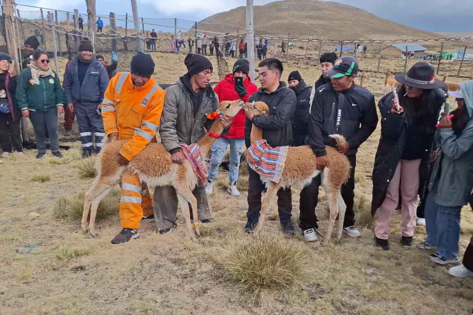 Comuneros de Ondores y visitantes extranjeros participaron en el arreo de vicuñas en el paraje Suracnioc-Atocsaico, a unos 4,200 metros de altitud. Foto: ANDINA/Difusión.