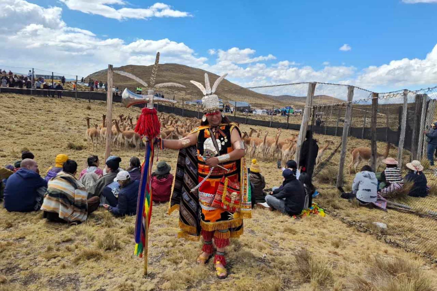 El distrito de Ondores, en Junín, celebró el IV Festival Internacional del Chaccu de la Vicuña y XIX Chaccu Ecoturístico, actividad ancestral que reunió a comuneros y visitantes para el arreo y esquila de este camélido, símbolo del patrimonio natural del país. Foto: ANDINA/Difusión.