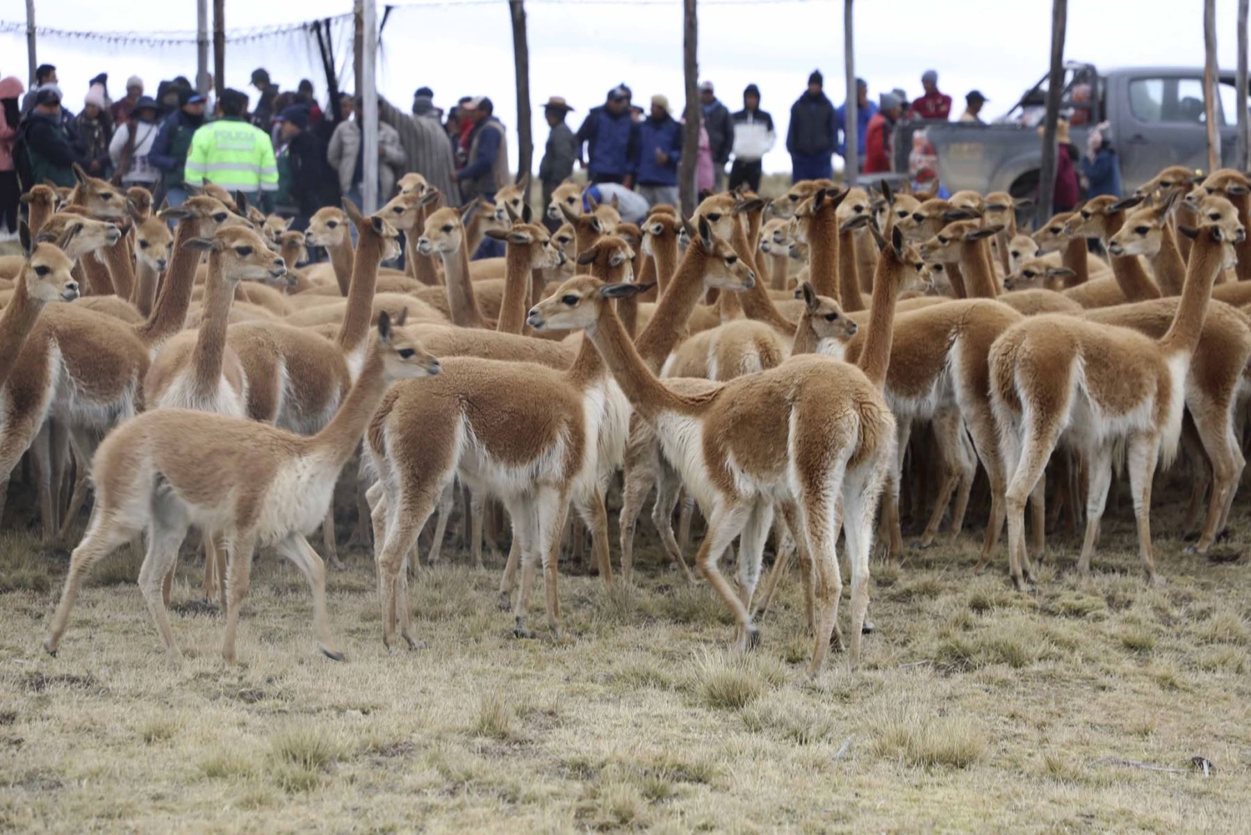 En las casi 80,000 hectáreas de la comunidad campesina de Ondores viven en silvestría unas 15,000 vicuñas, protegidas contra cazadores furtivos. Foto: ANDINA/Difusión.