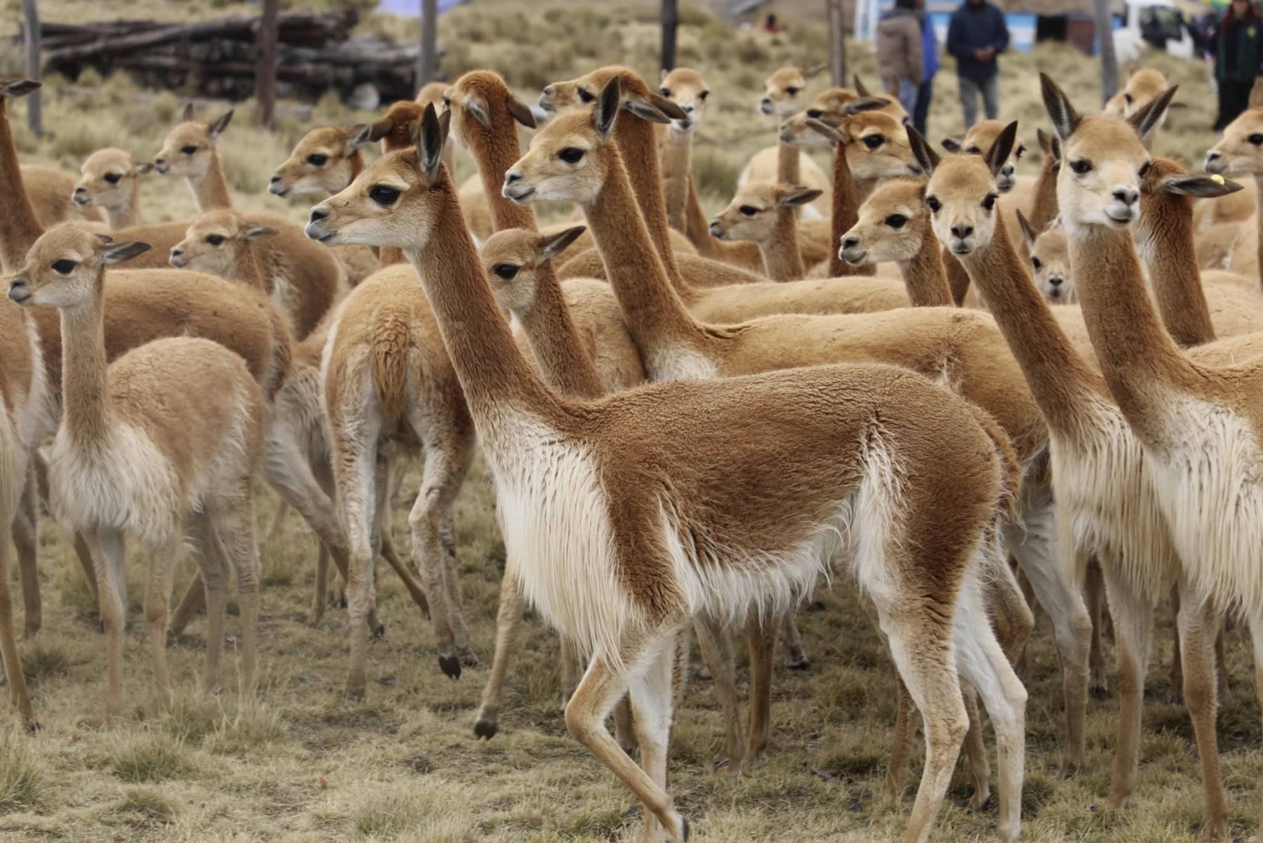 La vicuña, recurso natural renovable y patrimonio de la nación, cuenta con más de 350,000 ejemplares en el país, según el censo del 2025. Foto: ANDINA/Difusión.