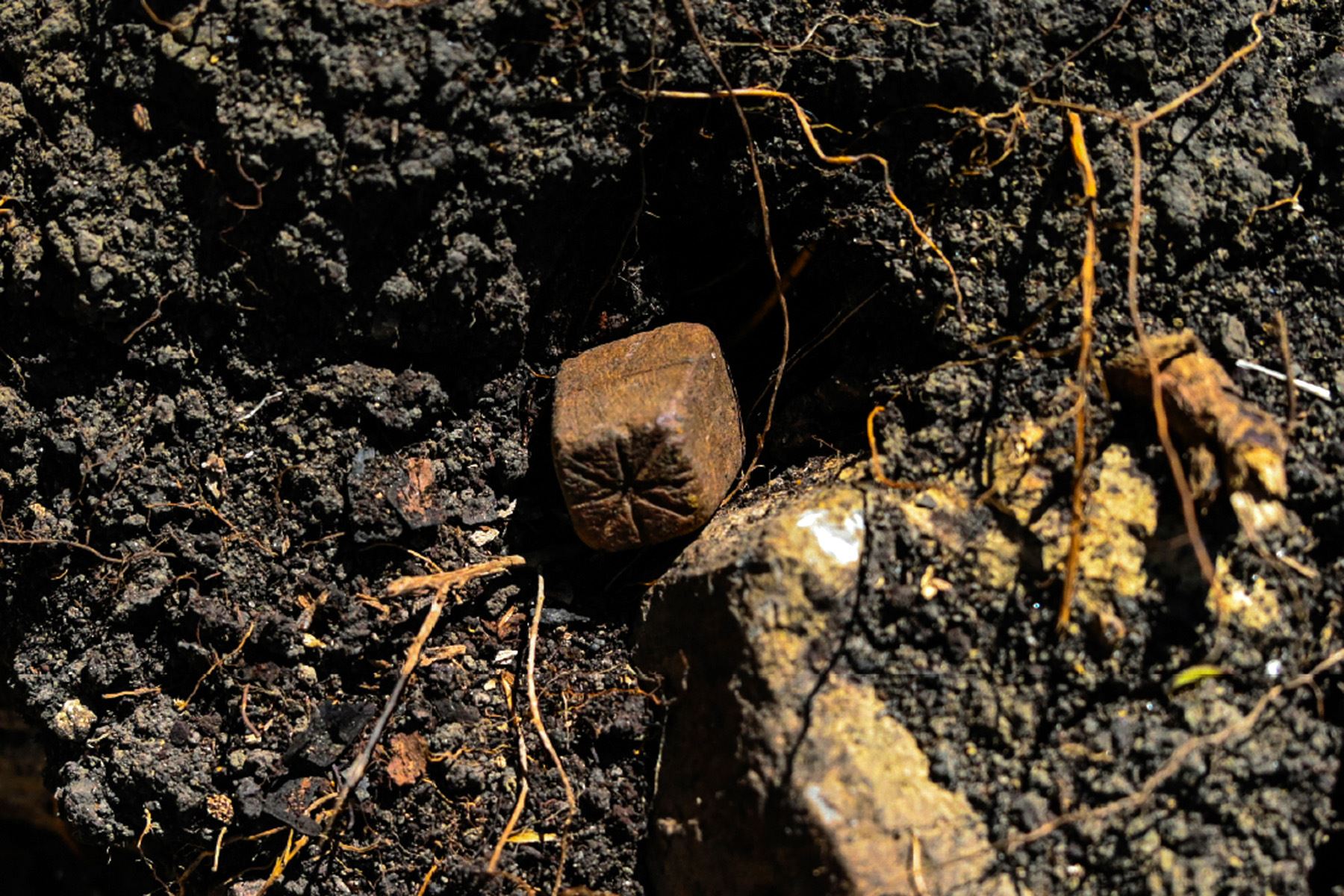 La pieza lítica, semejante a los dados andinos conocidos como pishca o pichca, fue encontrada en la Unidad de Excavación 05 del sitio arqueológico Ollape, en Amazonas. Por sus características, el objeto estaría asociado a prácticas de juego, suerte y posiblemente rituales. ANDINA/Difusión