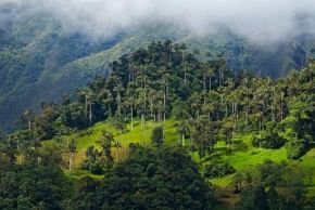 La primera área natural protegida de Perú es el Parque Nacional Cutervo, creado el 20 de setiembre de 1961 y alberga una extraordinaria diversidad de fauna y flora, así como una encantadora belleza paisajística.