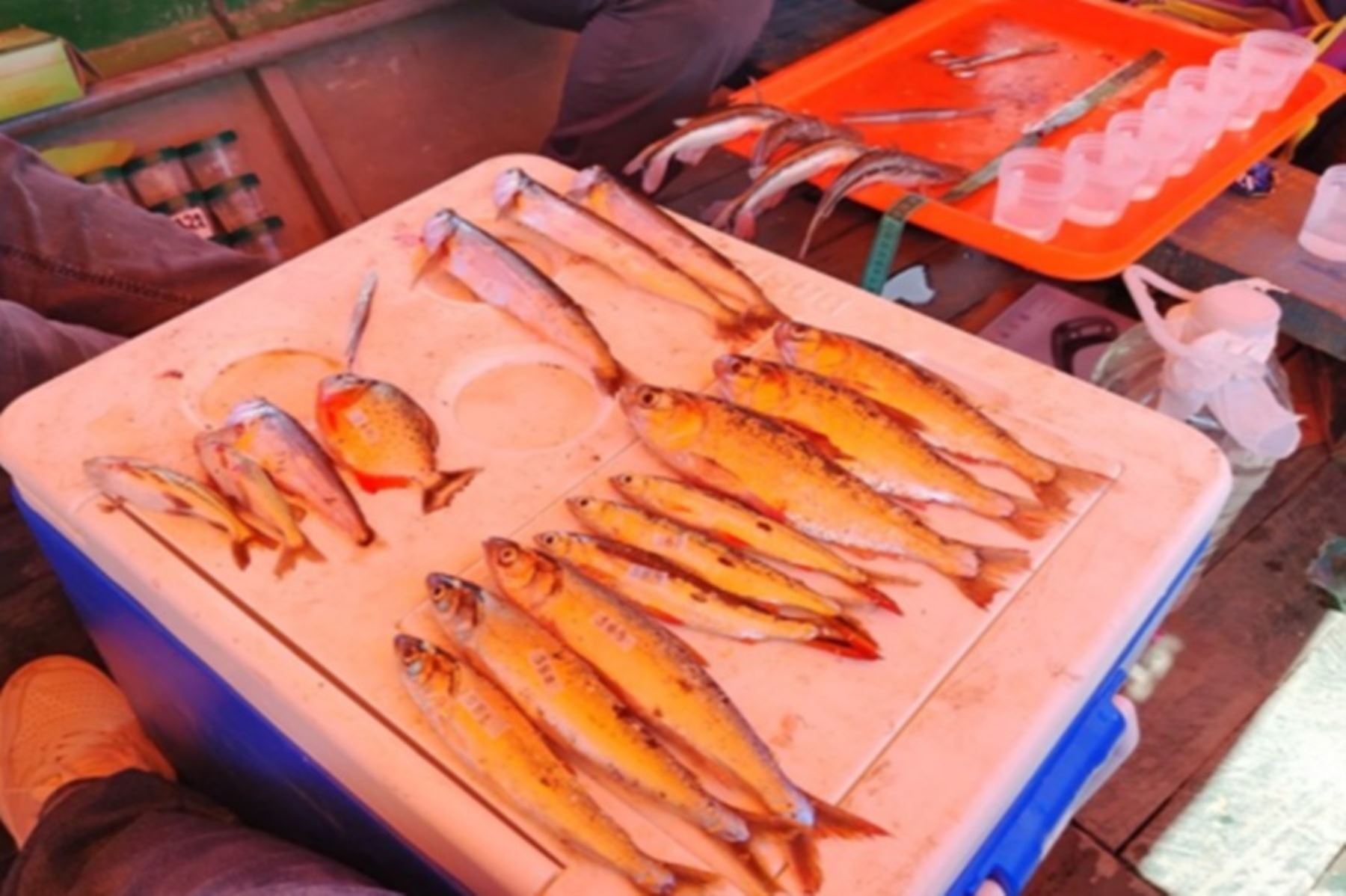 Estudio del IIAP revela que 4 de 10 peces del río Ucayali tiene plástico en su estómago