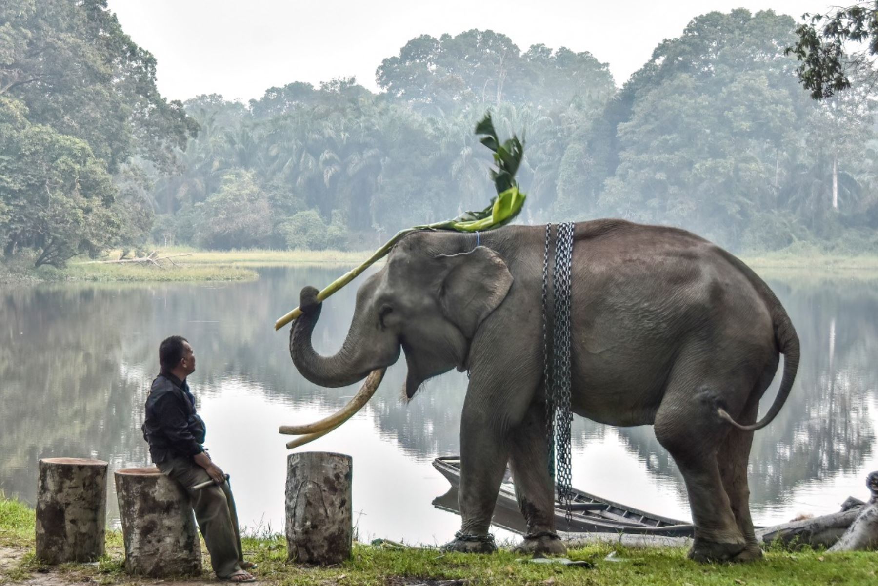 Un mahout vigila a un elefante de Sumatra domesticado que juega, rodeado por la neblina causada por los incendios forestales y de tierras, en el Parque Turístico Natural Buluh Cina en Kampar, Riau, el 17 de septiembre de 2026. Foto: AFP