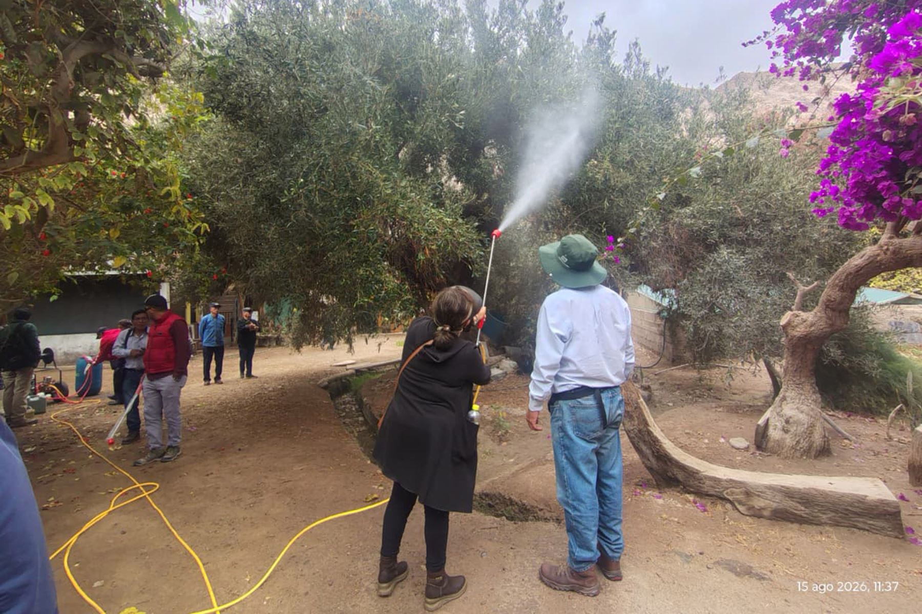Moquegua: transfieren tecnologías a productores de olivo para afrontar efectos de El Niño