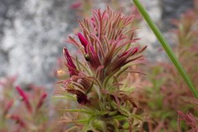 Nueva planta Castilleja isidoroi, descubierta por el investigador peruano Daniel Montesinos Tubée, de la Universidad Científica del Sur, y su colega estadounidense J. Mark Egger, de la Universidad de Washington. 