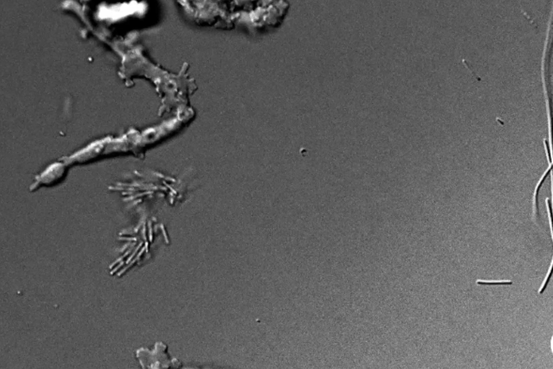 Este es el organismo que vive en temperaturas récord y que ha sido descubierto por NASA